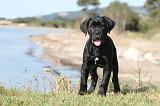 CANE CORSO 407